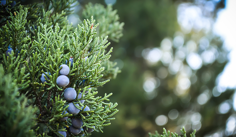 blueberries